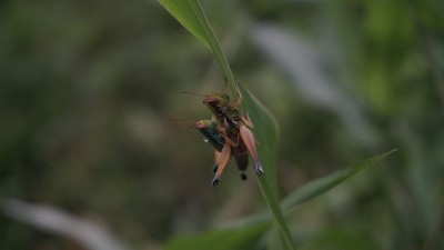 两只蚱蜢正抓住草叶