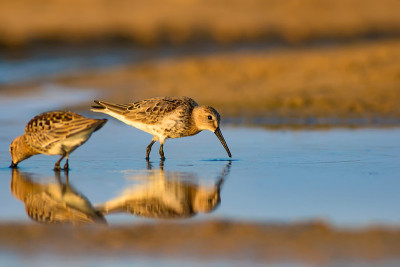 水鸟和五彩缤纷的大自然背景。常见的水鸟:鹬。Calidris ferruginea。