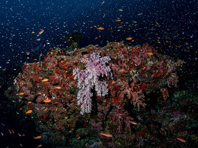 深蓝海洋下的海洋生物环境美景。