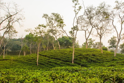 茶园，Sreemangal，孟加拉国