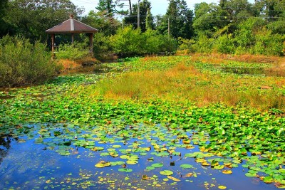 半池塘，池塘，荷花，睡莲，遮蔽，放松，