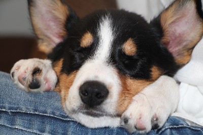 牧羊犬小狗睡觉