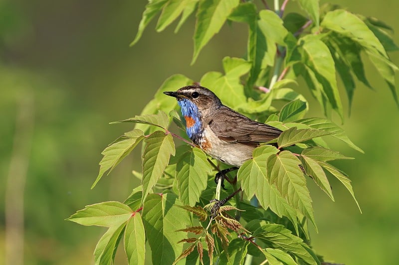 Luscinia svecica。男avis在西伯利亚的一个房地产在拉莫斯一个尊严的凉棚