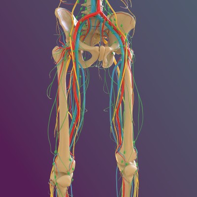 人体骨骼解剖股骨骨3D渲染