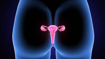 女性生殖系统解剖学的3D插图