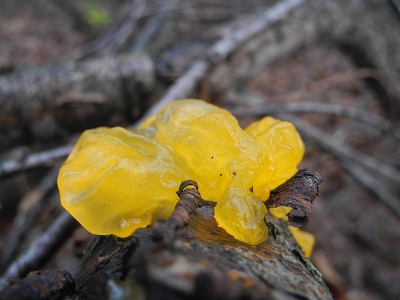 黏菌
