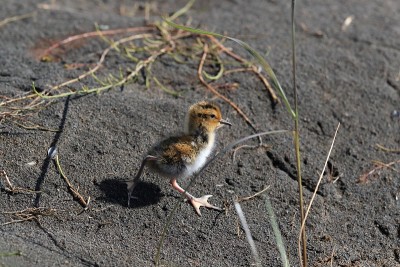 红颈phalarope (Phalaropus lobatus)雏冰岛