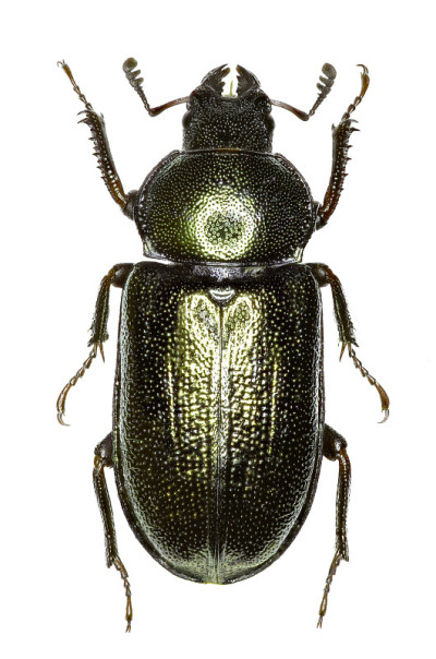 白色背景上的蓝色雄鹿甲虫——Platycerus caraboides(林奈，1758)