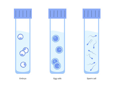 Human fertility