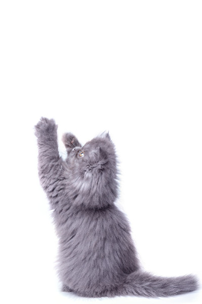 可爱的小猫用后腿走路
