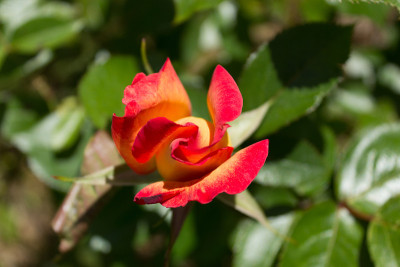 红橙黄玫瑰花蕾