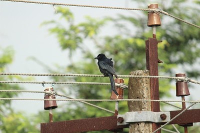 两只尾巴的黑色卷尾鸟早上坐在电线或电线杆上