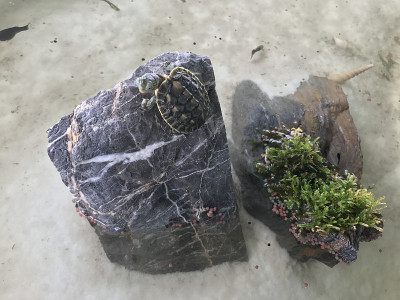 Little turtles