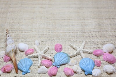 壳牌、海、收藏