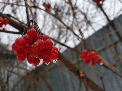 一束美丽的荚蒾或山梣树，在冬天或春天的雪地上生长