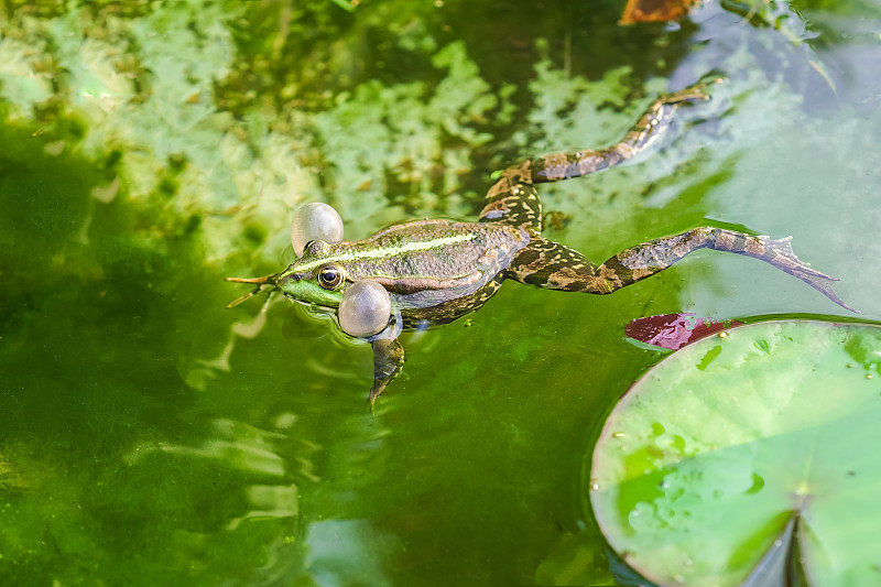 会唱歌的雄性沼泽蛙(Pelophylax ridbundus)