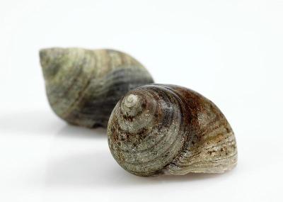 普通长春花，littorina littorea，贝壳对白色背景