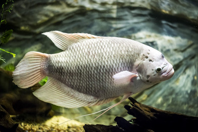 水族馆里的巨型丝足鱼