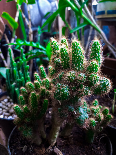 种植园