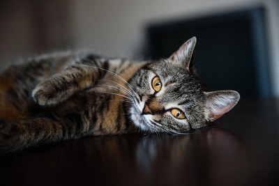 猫