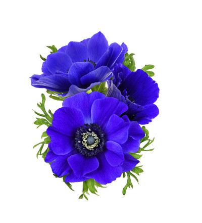 蓝色海葵花
