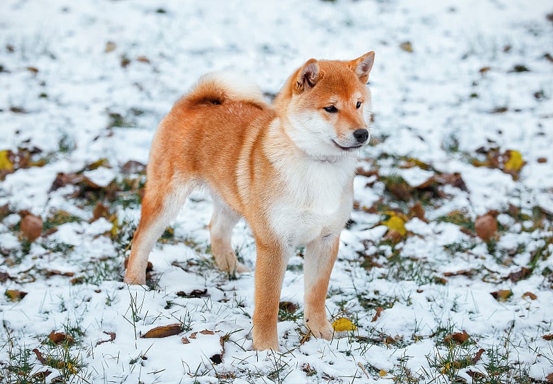 红发犬日本柴犬