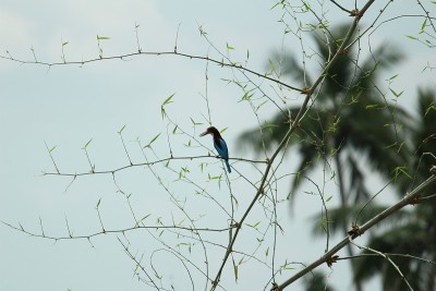 白喉翠鸟(Halcyon smyrnensis)也被称为坐在树上的白胸翠鸟