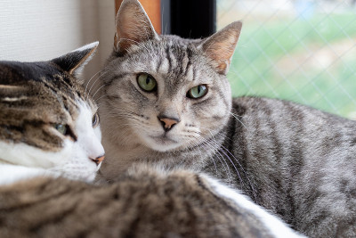 两只猫