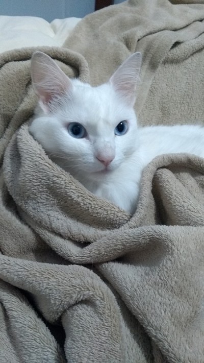 土耳其安哥拉猫