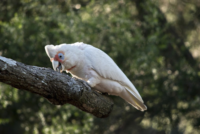 长喙corella