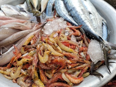 以鲜鱼、海鲜为背景的食物