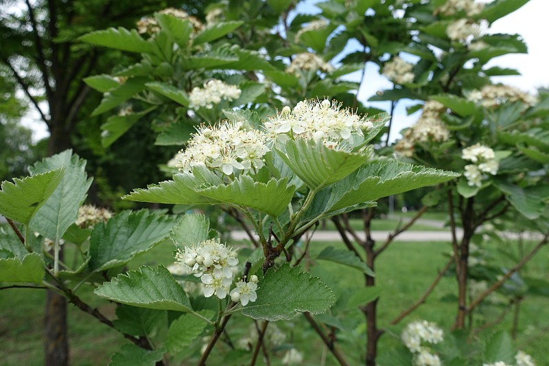 5月中旬，象牙白色的花