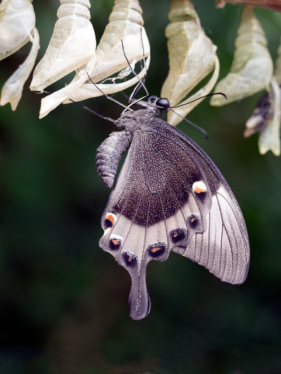 Papilio palinurus离开茧。腹侧的观点。宏。