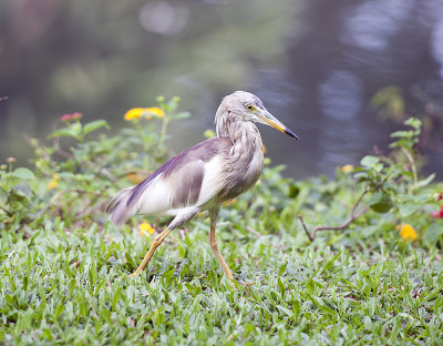骄傲池塘鹭，Kumarakom，喀拉拉邦，印度南部
