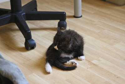 小缅因猫在玩耍