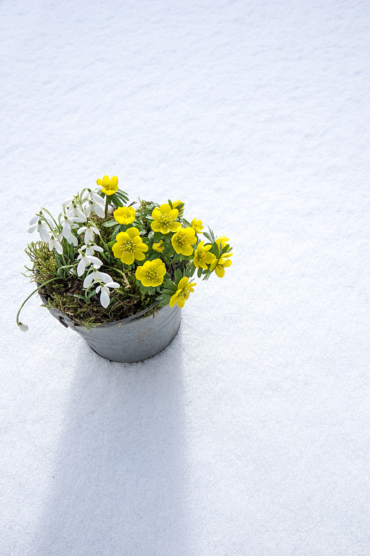 春天的第一个迹象。冬附子和雪花莲