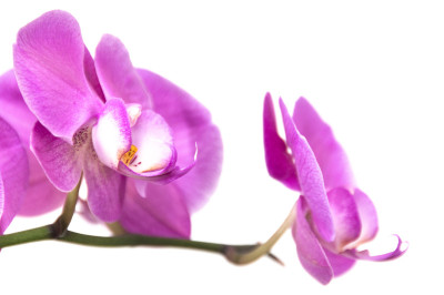 兰花的花