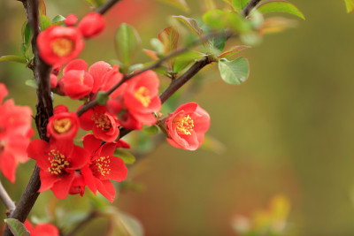 木瓜的花