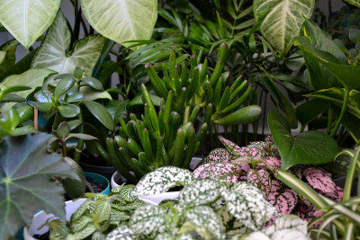 房子植物。绿色植物。家庭盆栽俯视图。Epipremnum。Syngonium。Aichryson。吊