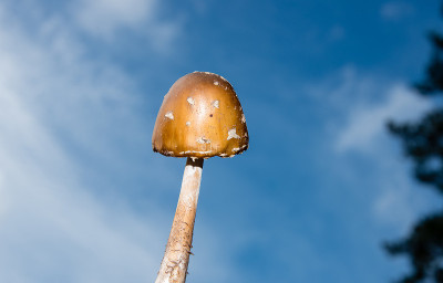白毒伞空中蘑菇
