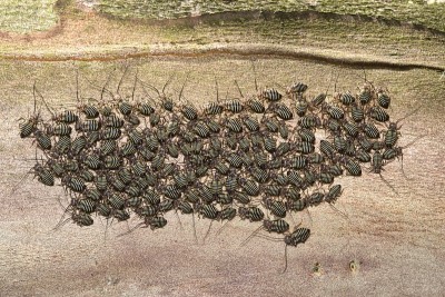 普通树皮狐猴(Cerastipsocus venosus)聚集在一棵紫薇树上。