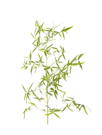 竹叶与修剪路径孤立在白色