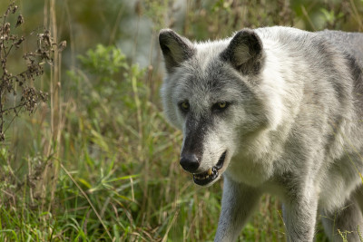 大灰狼(Canis lupus)，也叫灰狼