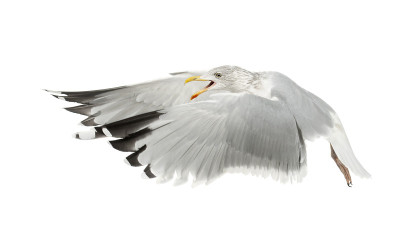 欧洲银鸥，Larus argentatus, 4岁