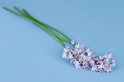 野生洋葱花