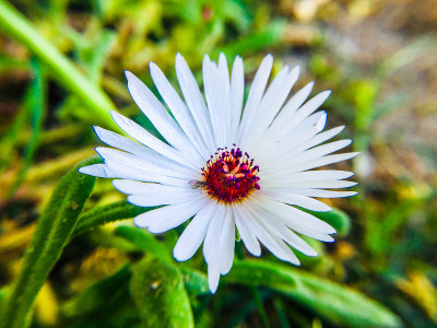 白色的花
