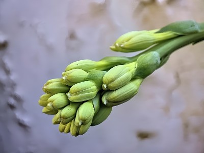 晚香玉花蕾的特写和选择性聚焦
