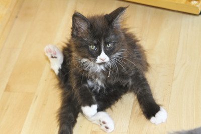 小缅因猫在玩耍