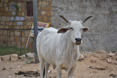 jaisalmer路上的奶牛很多