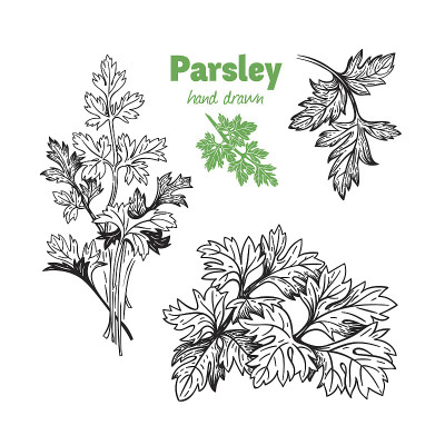 Parsley plant and leaves vector hand drawn illustr
